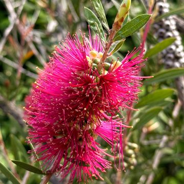 Callistemon salignus Perth Pink - Limpiatubos