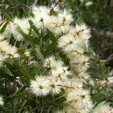 Callistemon salignus White - Limpiatubos