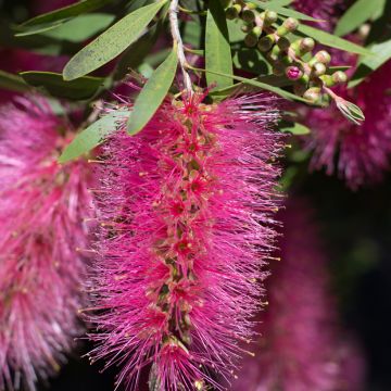 Limpiatubos llorón Bright Pink - Callistemon viminalis