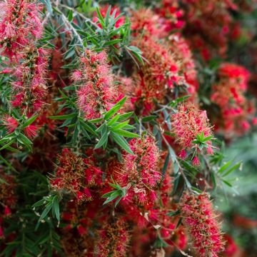 Limpiatubos llorón Captain Cook - Callistemon viminalis