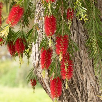 Limpiatubos llorón - Callistemon viminalis