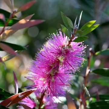 Callistemon violaceus - Limpiatubos