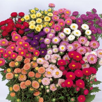 Callistephus sinensis Matsumoto Mix