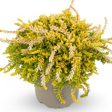Calluna vulgaris Rasta Girls Netty - Brecina
