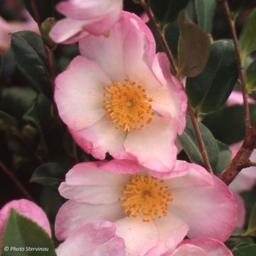 Camellia sasanqua Versicolor - Camelia de otoño