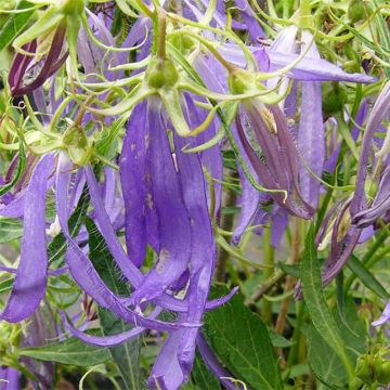 Campanula punctata Blue Octopus