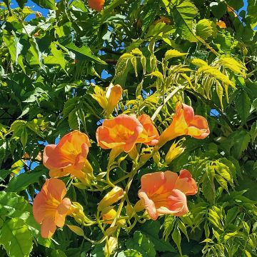 Enredadera de trompeta Summer Jazz Gold - Campsis