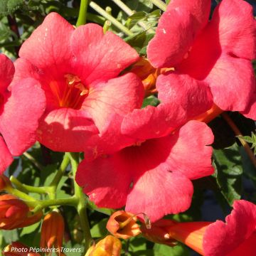 Enredadera de trompeta Grenadine - Campsis