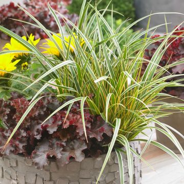 Carex oshimensis Everglow