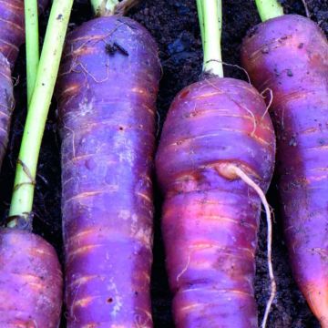 Zanahoria Cosmic Purple