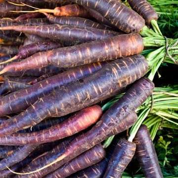 Zanahoria Purple Haze F1