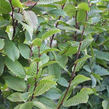 Carpe Lucas - Carpinus betulus