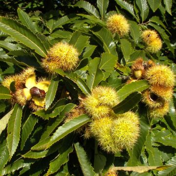 Castaño - Castanea sativa