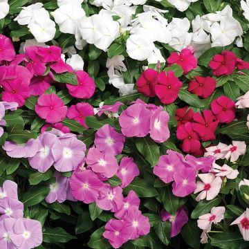 Catharanthus roseus Cora Cascade Mix - Vinca