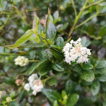 Ceanoto thyrsiflorus Snow Flurries