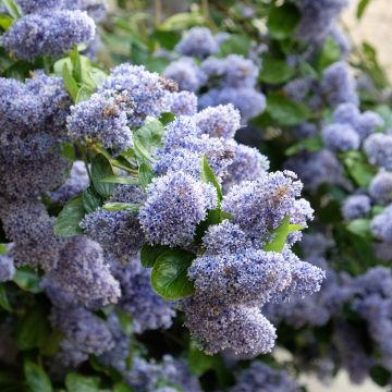 Ceanoto arboreus Trewithen Blue - Ceanoto arbóreo