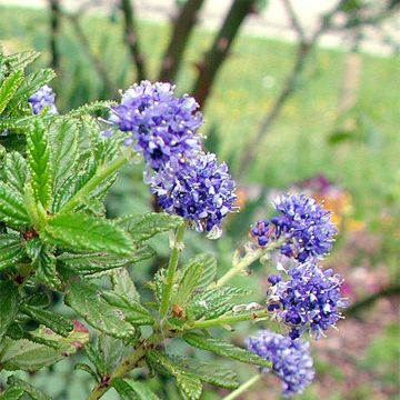Ceanoto Blue Diamond