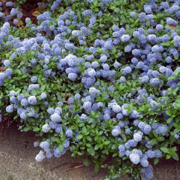 Ceanoto thyrsiflorus Repens