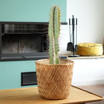 Cereus peruvianus
