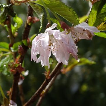 Cerezo enano Japonés Oshidori - Prunus incisa