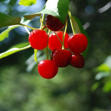 Guinda enana Cherry Boop