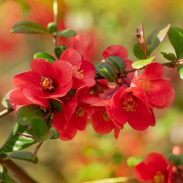 Chaenomeles japonica - Membrillero de flor