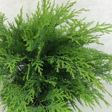 Chamaecyparis lawsoniana Mini Globus