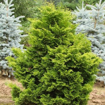 Chamaecyparis obtusa Gold Drop - Ciprés hinoki