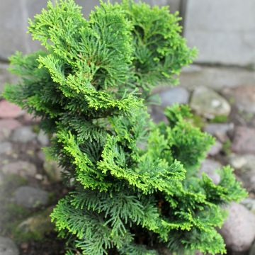 Chamaecyparis obtusa Contorta - Ciprés hinoki
