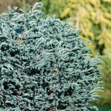 Chamaecyparis pisifera Blue Moon - Falso ciprés sawara
