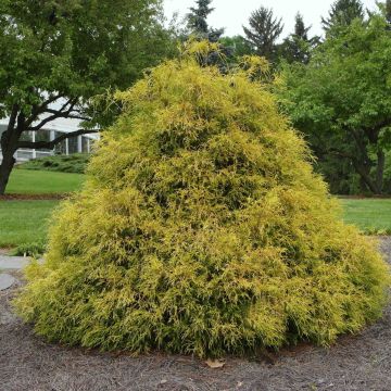 Chamaecyparis pisifera Golden Mop - Falso ciprés sawara