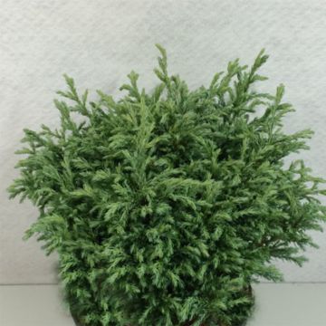 Chamaecyparis pisifera Lieve - Falso ciprés sawara