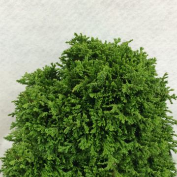 Chamaecyparis pisifera Tsukumo - Falso ciprés sawara