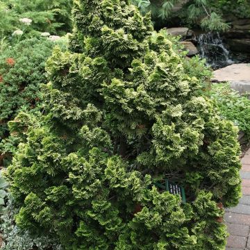 Chamaecyparis obtusa Nana Aurea - Ciprés hinoki