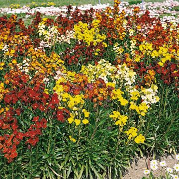 Erysimum Bedder Mix - Alhelí