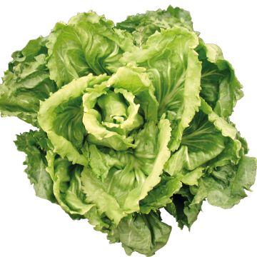 Escarola Cornet d'Anjou Bio