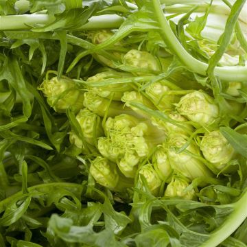Escarola Catalogne Puntarella di Galatina