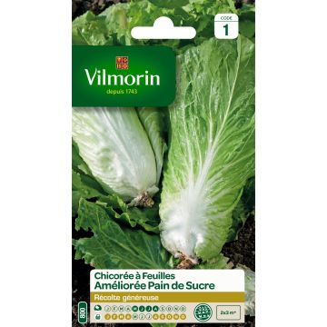 Escarola à larges feuilles Améliorée Pain de Sucre