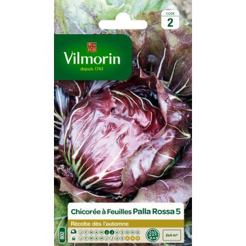 Escarola Palla Rossa - Vilmorin