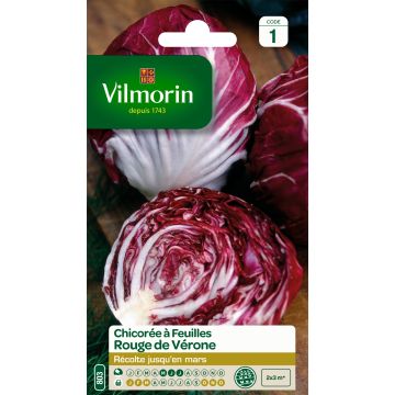 Escarola Roja e de Vérone - Vilmorin