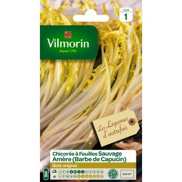 Escarola à larges feuilles Amère type Barbe de Capucin