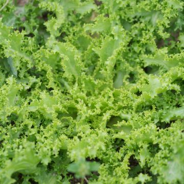 Achicoria de Bruselas Wallonne - Despa - Cichorium endivia var. crispum