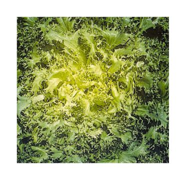 Achicoria de Bruselas frisée d'été à Cœur Jaune