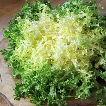 Achicoria de Bruselas Grosse Pancalière Bio (semillas)