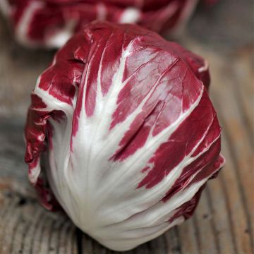 Escarola Rossa Di Treviso 3