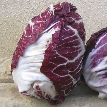 Escarola Roja  de Vérone