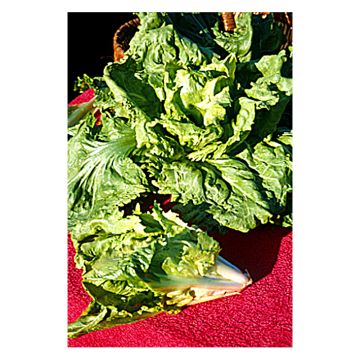 Escarola Cornet d'Anjou