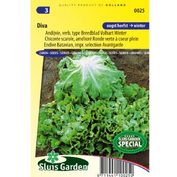 Escarola Diva - Cichorium endivia var. latifolium
