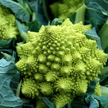Chou-Fleur Romanesco Bio - Ferme de Sainte Marthe