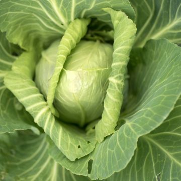 Repollo Cœur de Bœuf Moyen de la Halle - Vilmorin